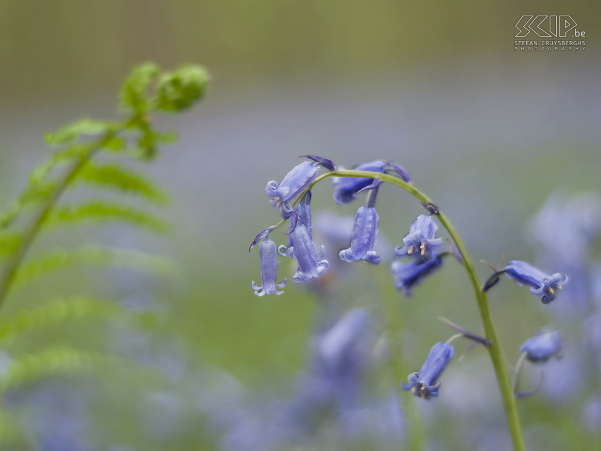 Hallerbos  Photos of the Hallerbos (Dutch for Halle forest) with its bluebell (Hyacinthoides non-scripta) carpet which covers the forest floor for a few weeks during spring.  Stefan Cruysberghs